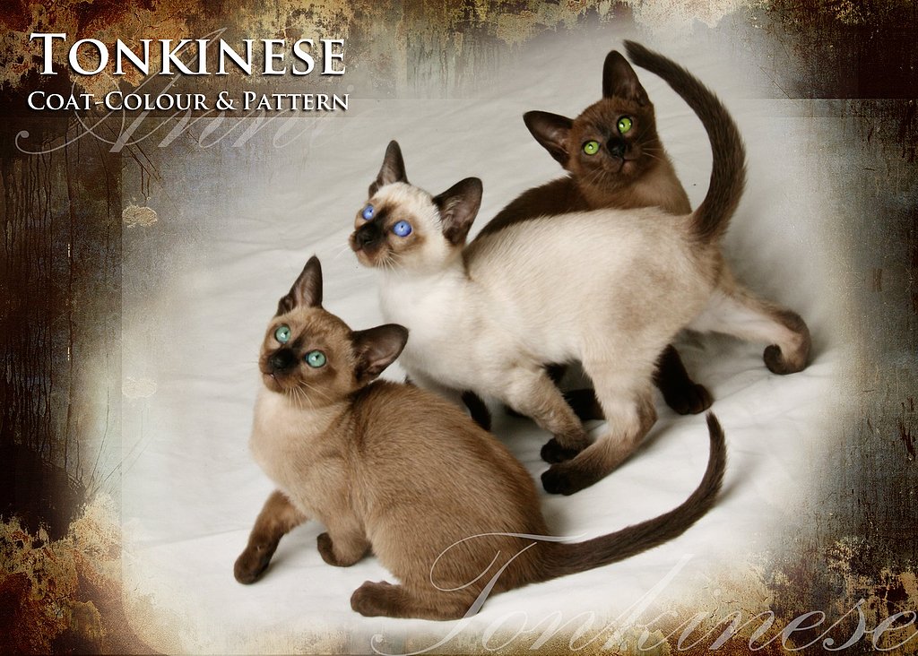 Burmese Cat Colour Chart