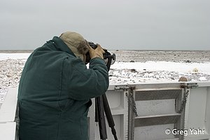 Photographing Polar Bears In Manitoba Canada Photographing Polar Bears In Manitoba Canada