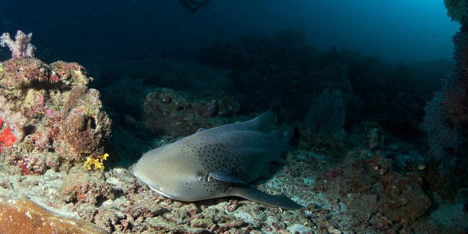 Leopard Shark in Thailand